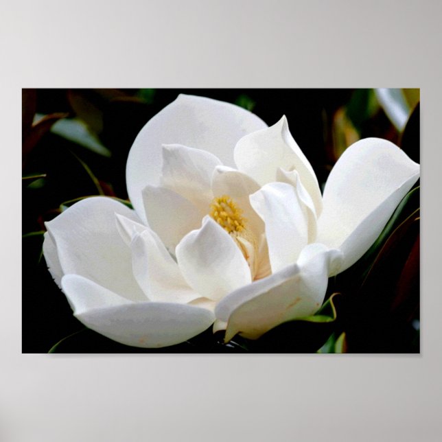 Magnolia Bull Bay Poster (Front)