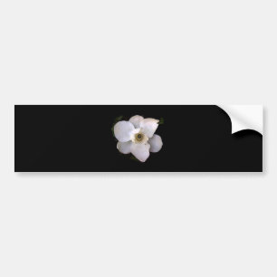 Magnolia Bumper Sticker