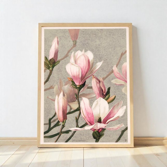 Magnolia by L. Prang Poster (Creator Uploaded)