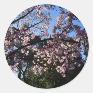 Magnolia dawsoniana #2 Stickers
