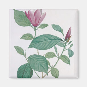 Magnolia discolour, engraved by Legrand (colour Magnet