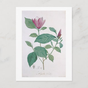 Magnolia discolour, engraved by Legrand (colour Postcard