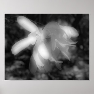 Magnolia Flower Black And White High Contrast Poster