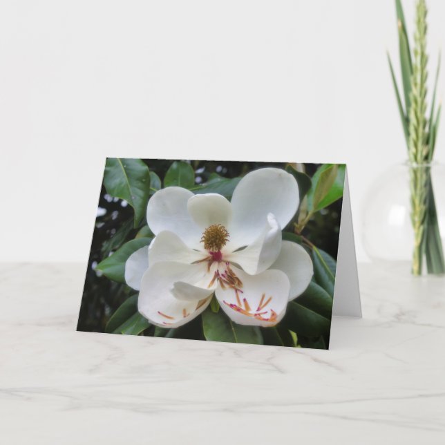 Magnolia flower blank card (Front)