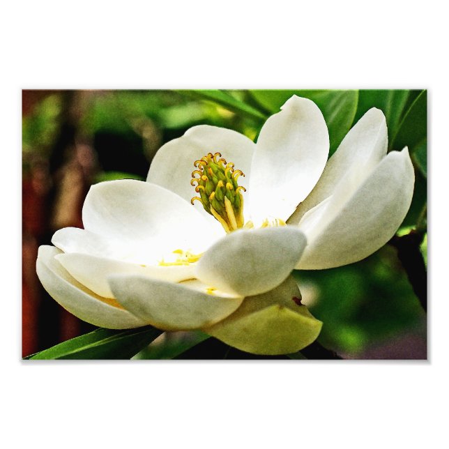 Magnolia Flower Close Up Photo Print (Front)
