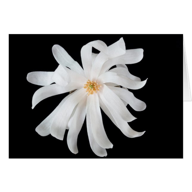 Magnolia Flower on Black (Front Horizontal)