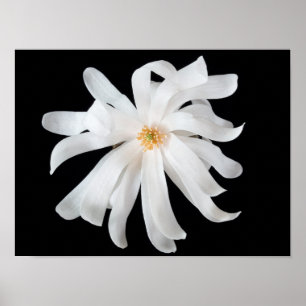 Magnolia Flower on Black Poster