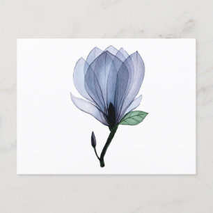 Magnolia flower postcard
