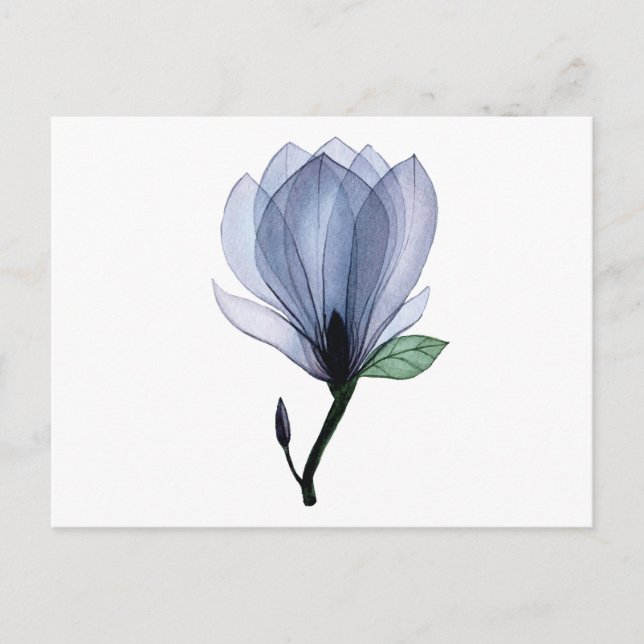Magnolia flower postcard (Front)