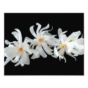 Magnolia Flower Trio on Black Photo Print