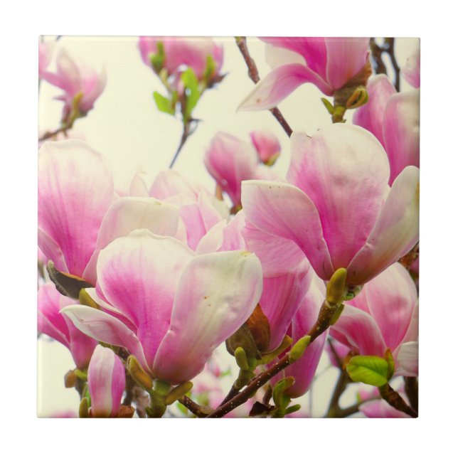 Magnolia Flowers Floral Botanical Blossom  Ceramic Tile (Front)