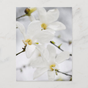 Magnolia flowers postcard
