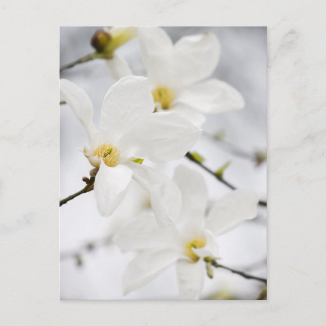 Magnolia flowers postcard (Front)