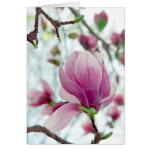 Magnolia Garden