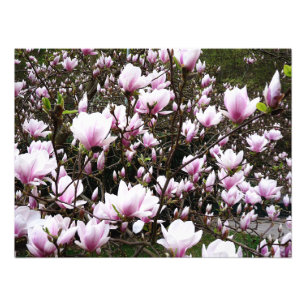 Magnolia Garden Photo Print