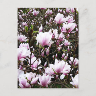 Magnolia Garden Postcard