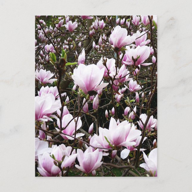 Magnolia Garden Postcard (Front)
