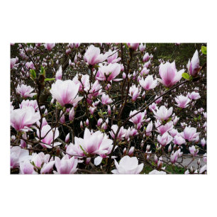 Magnolia Garden Poster