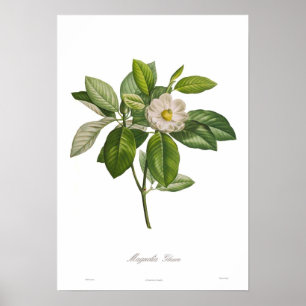 Magnolia glauca poster
