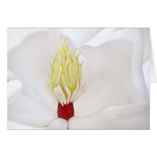 Magnolia Grandiflora