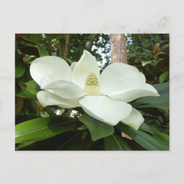 Magnolia Grandiflora Postcard (Front)