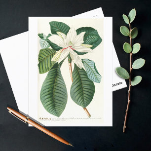 Magnolia III (1750-1773) Postcard