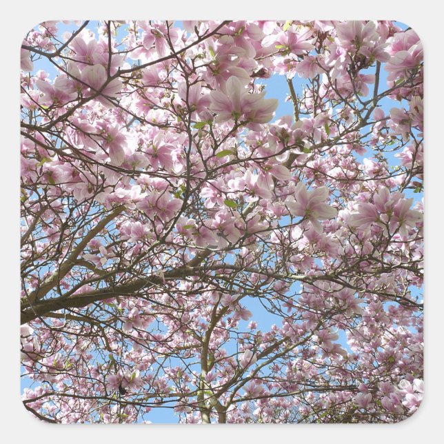 Magnolia in April Square Sticker (Front)