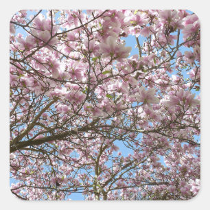 Magnolia in April Square Sticker