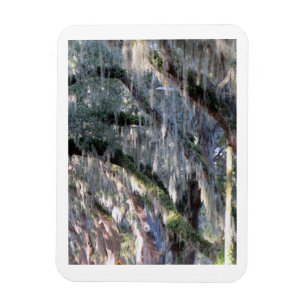 Magnolia Lane Magnet