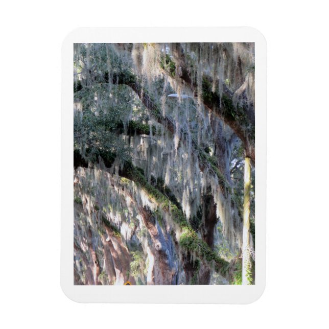 Magnolia Lane Magnet (Vertical)