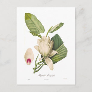 Magnolia macrophylla postcard