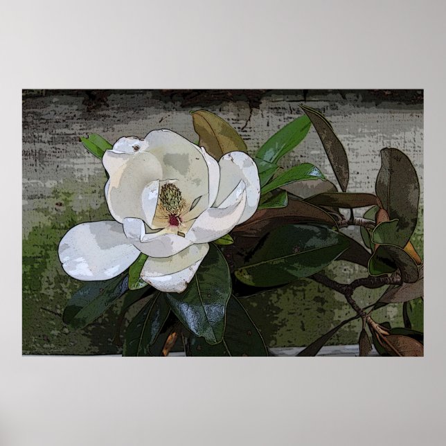 Magnolia Magic Poster -36x24 -other sizes also (Front)