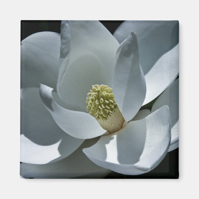 Magnolia - Magnet (Front)