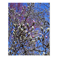 Magnolia, Mass of Buds