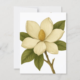 Magnolia — Nobility Postcard