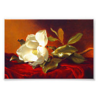 Magnolia on Red Velvet Martin Johnson Heade