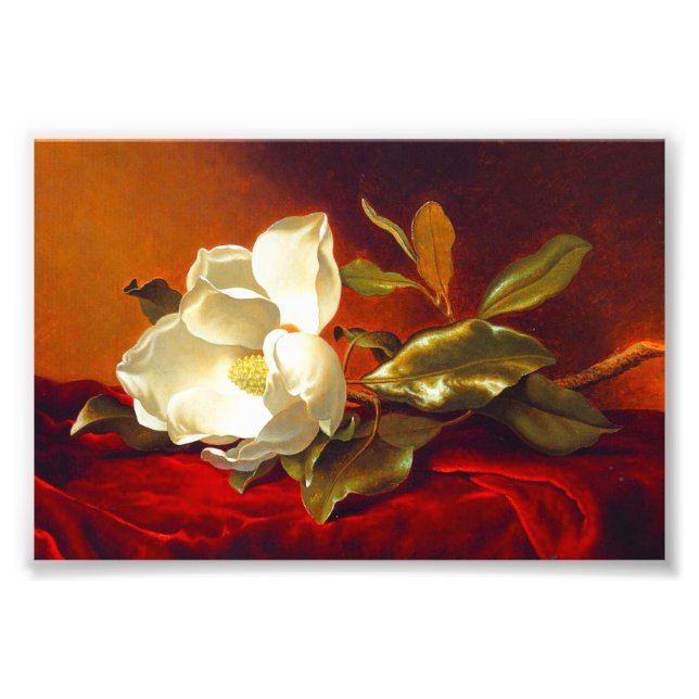 Magnolia on Red Velvet Martin Johnson Heade Photo Print (Front)