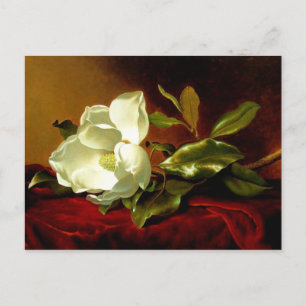 Magnolia on Red Velvet - Postcard