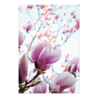 Magnolia Photo Print
