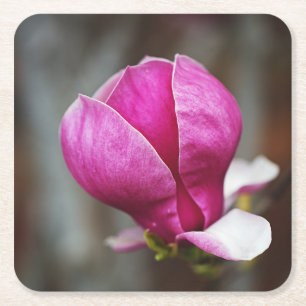Magnolia Pink Full Bloom Square Paper Coaster