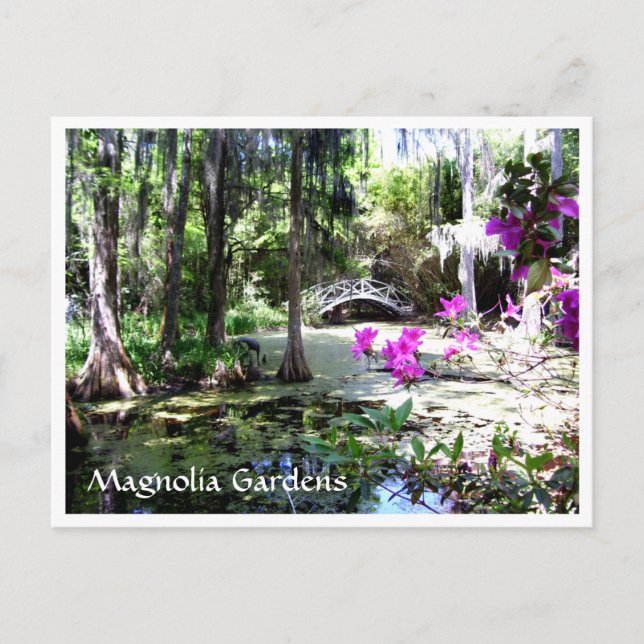 Magnolia Plantation Gardens Charleston SC Postcard (Front)