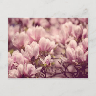 Magnolia Postcard