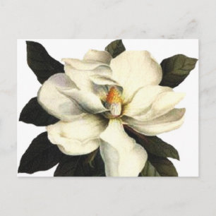 Magnolia Postcard