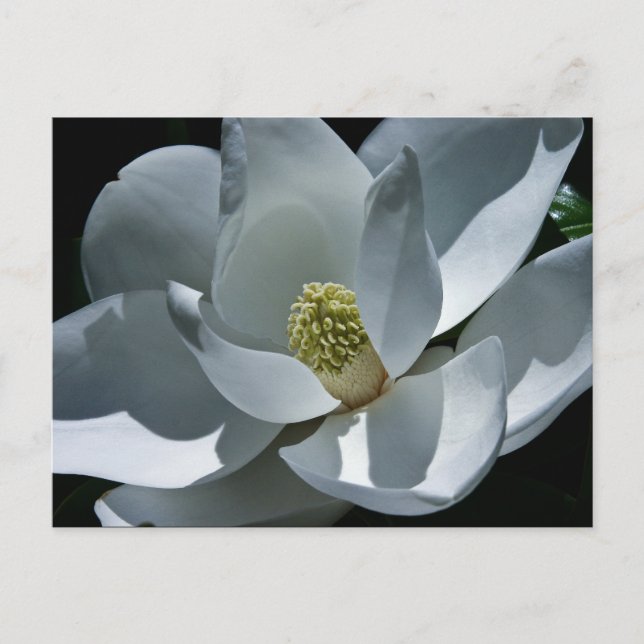 Magnolia - Postcard (Front)