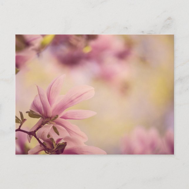 Magnolia Postcard (Front)