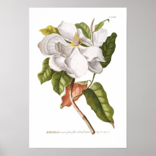 Magnolia. Poster