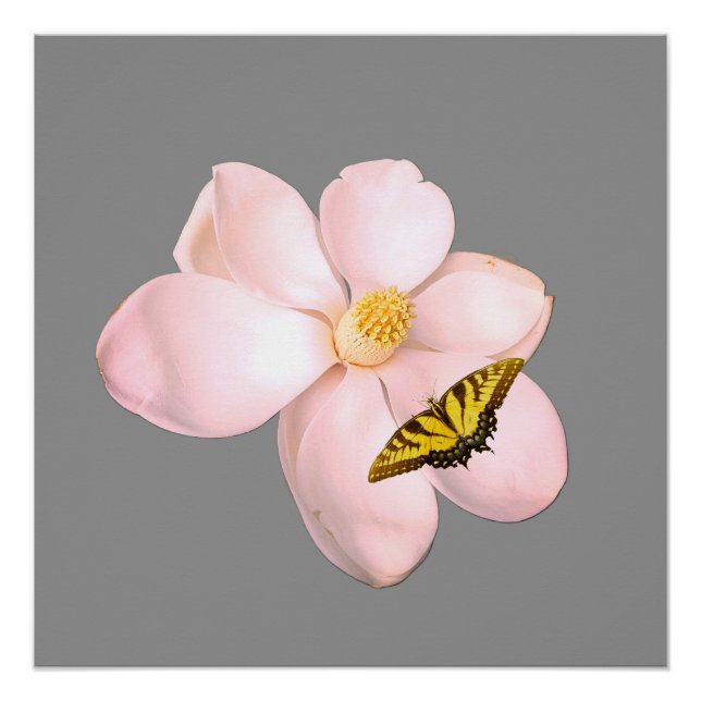 Magnolia Print, Value Poster Paper (Semi-Gloss) (Front)