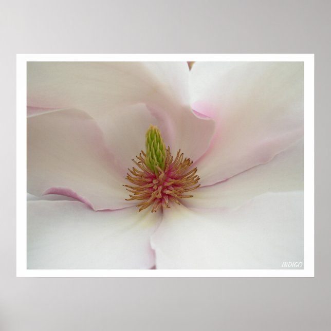 Magnolia Print White Flower Poster Print (Front)