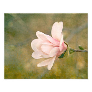 Magnolia Queen Photo Print
