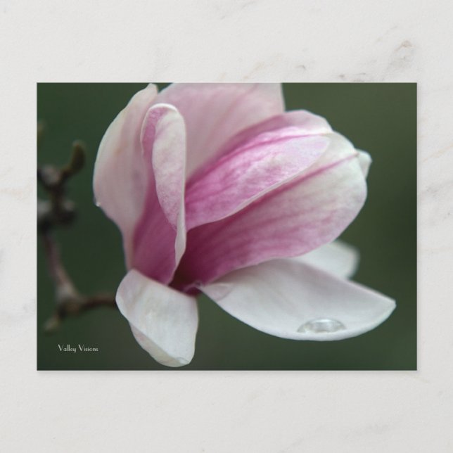 Magnolia Rain Drop Postcard (Front)